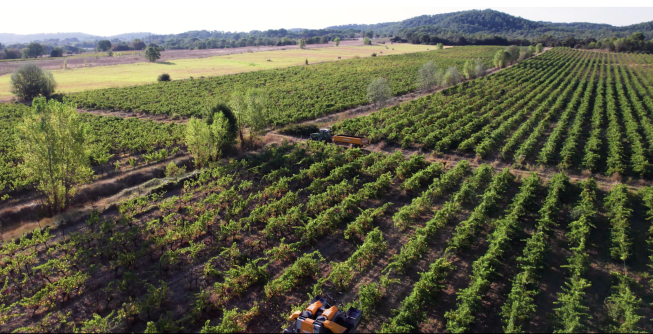 vignoble quissac