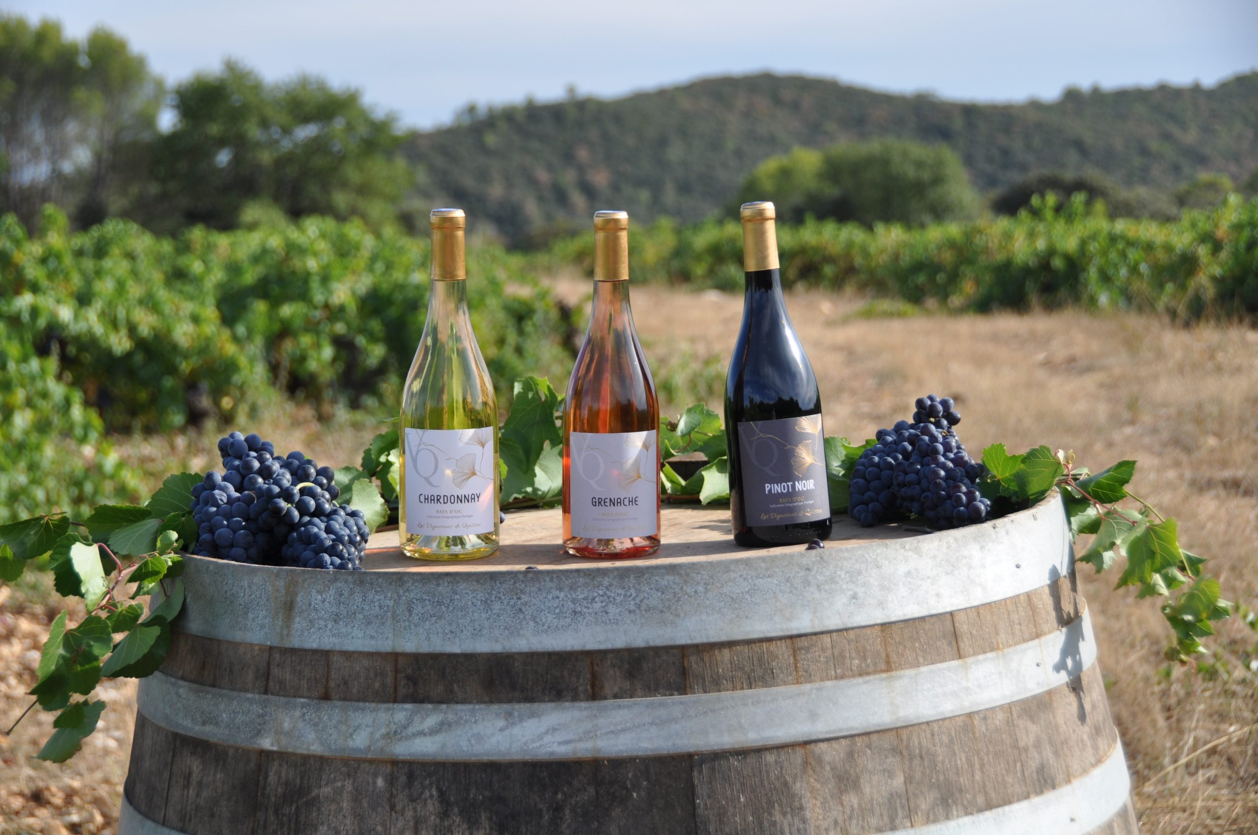 grenache photo vigne quissac