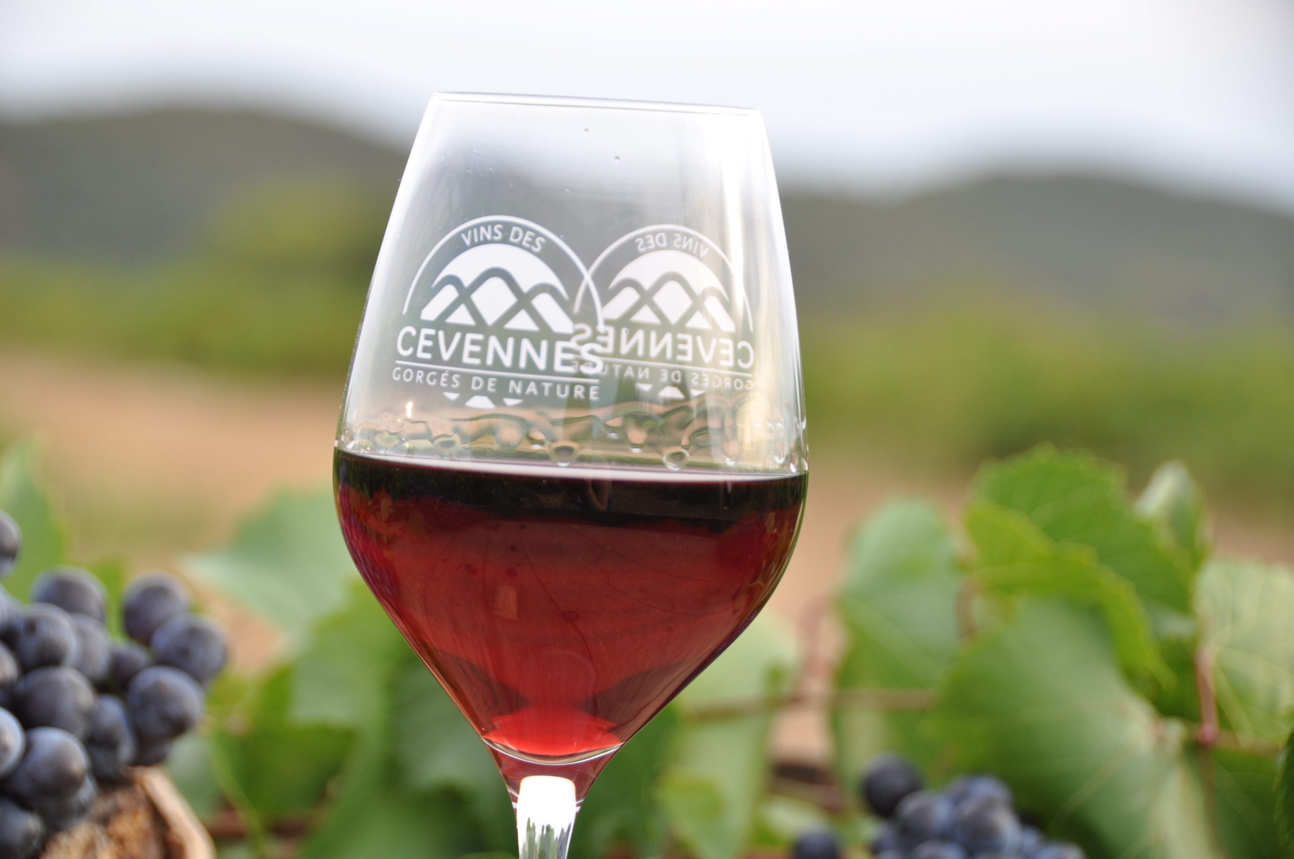 photo cevennes vin rouge