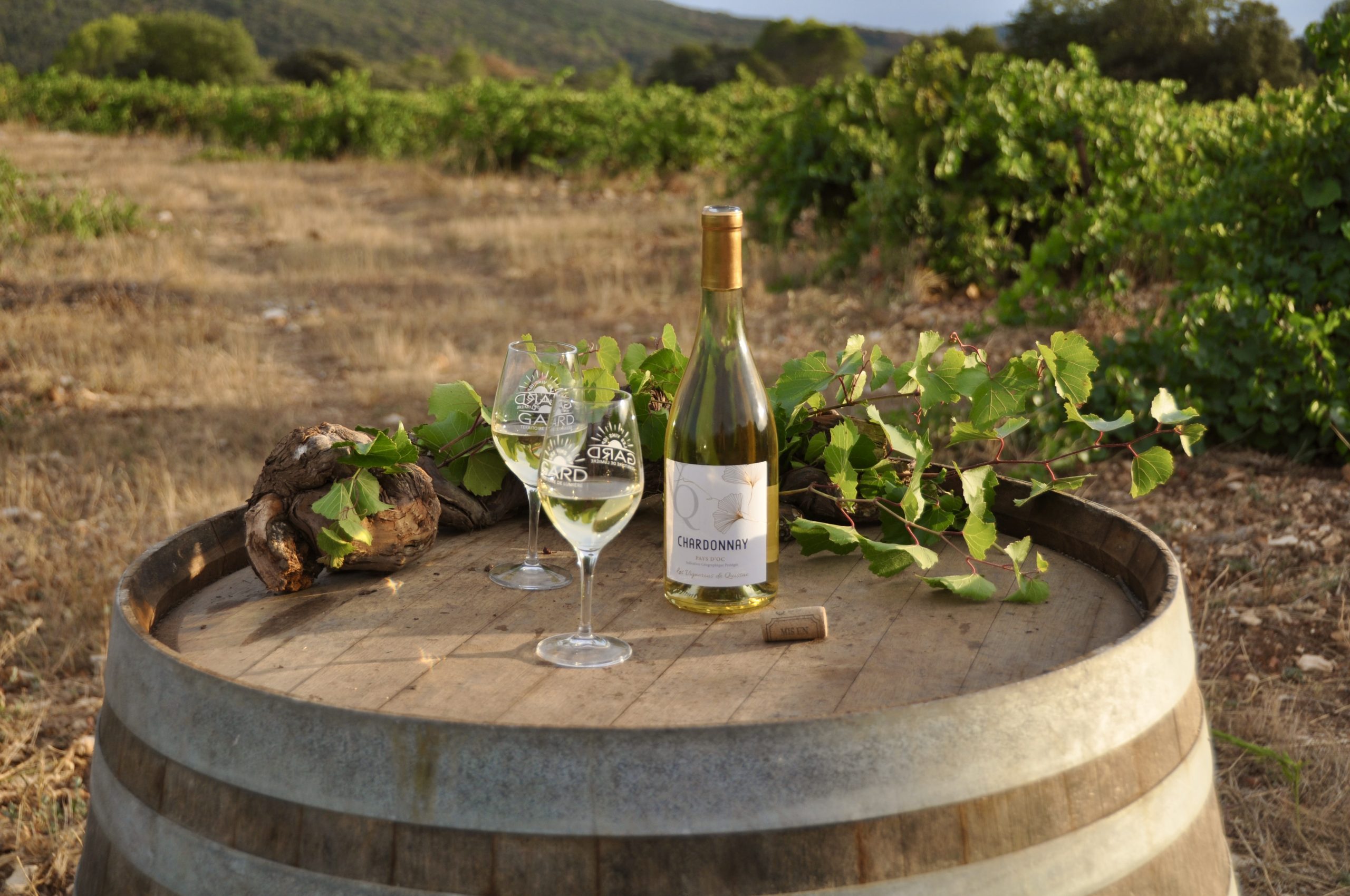 chardonnay photo quissac